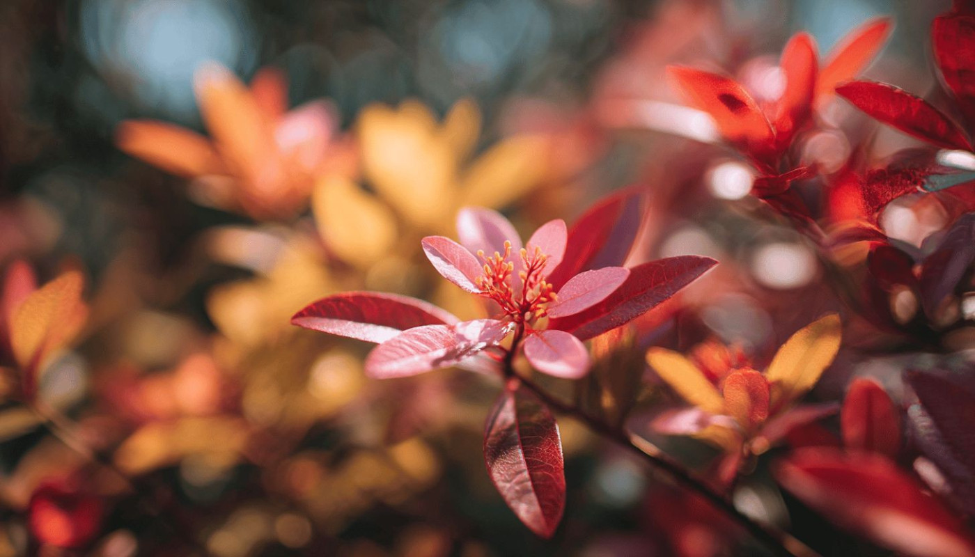 Beauté - Renforcement du système immunitaire par les plantes adaptogènes méconnues du grand public